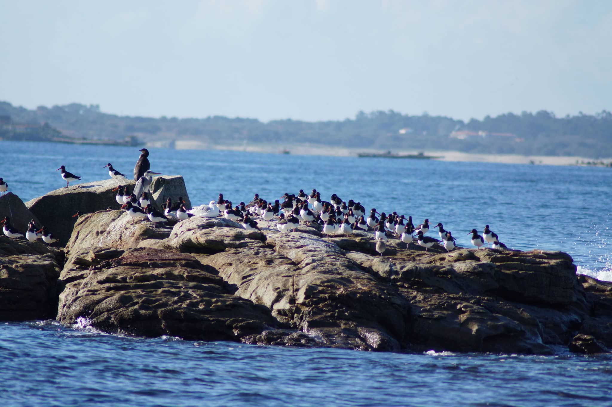 Los habitantes del islote de Areoso: gaviotas, gabitas y otros palmípedos