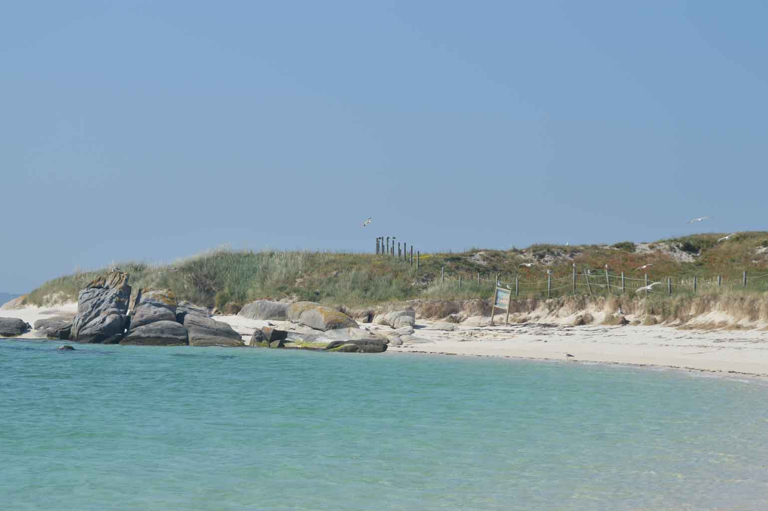 Los habitantes del islote de Areoso: gaviotas, gabitas y otros palmípedos 