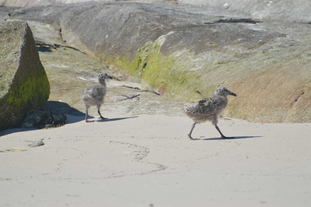 Los habitantes del islote de Areoso: gaviotas, gabitas y otros palmípedos 