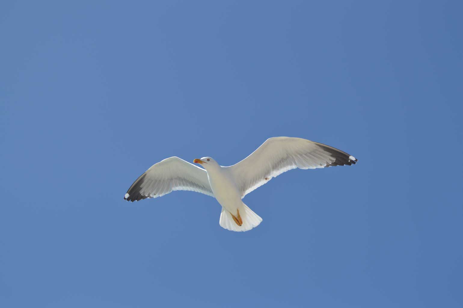 Los habitantes del islote de Areoso: gaviotas, gabitas y otros palmípedos 