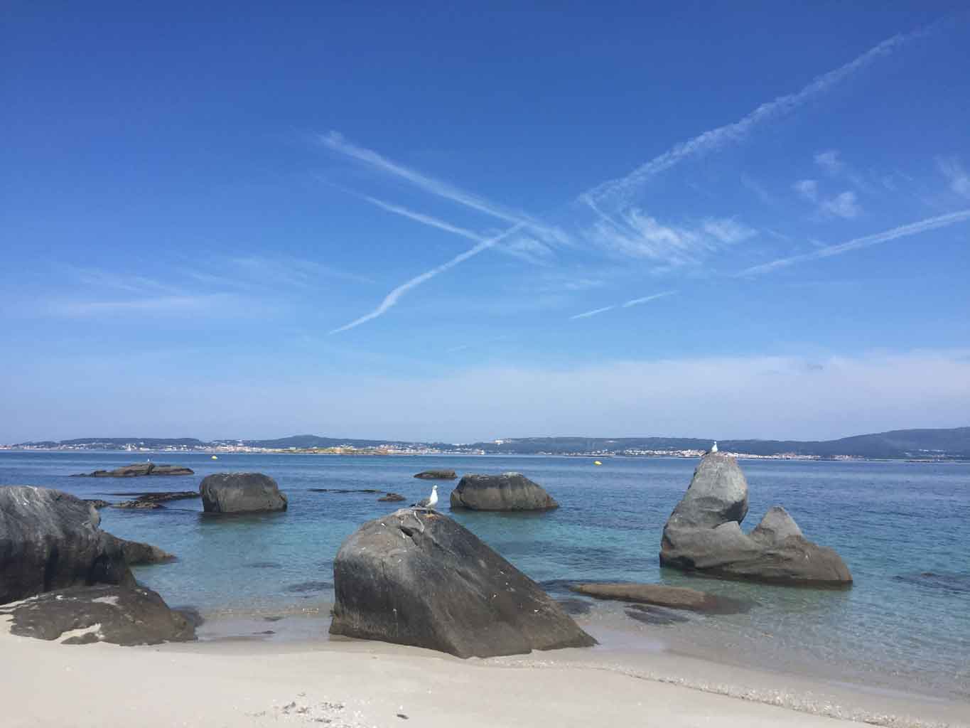 Los habitantes del islote de Areoso: gaviotas, gabitas y otros palmípedos 